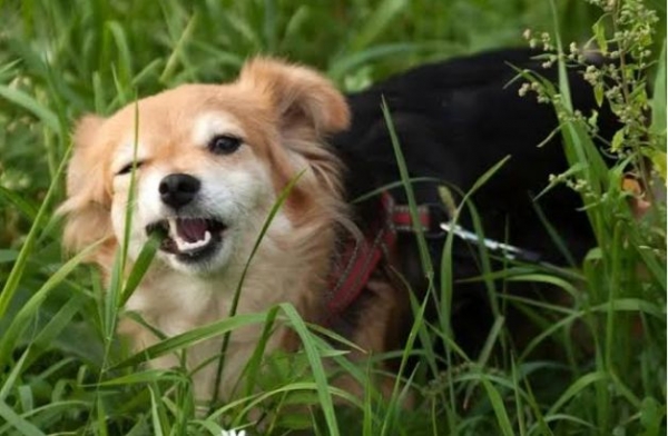 Meu cachorro come mato, isso é nocivo para a saúde?