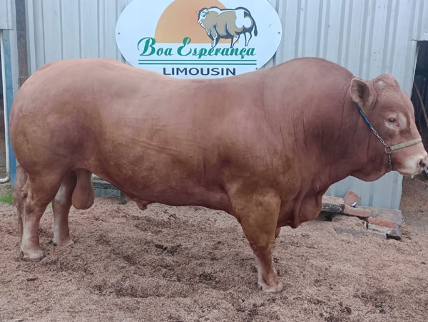 Boa Esperança e Irapuá se preparam para a Expointer