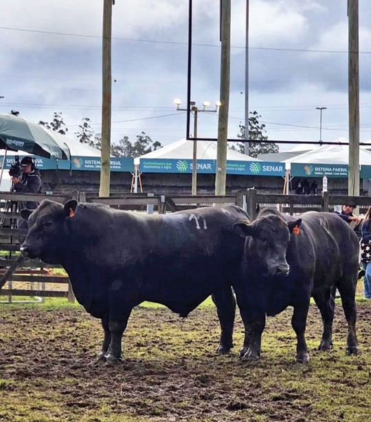Madrugada é campeã na Expointer