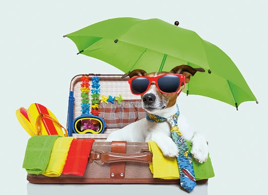 Pets viajam ou ficam em casa nas férias?