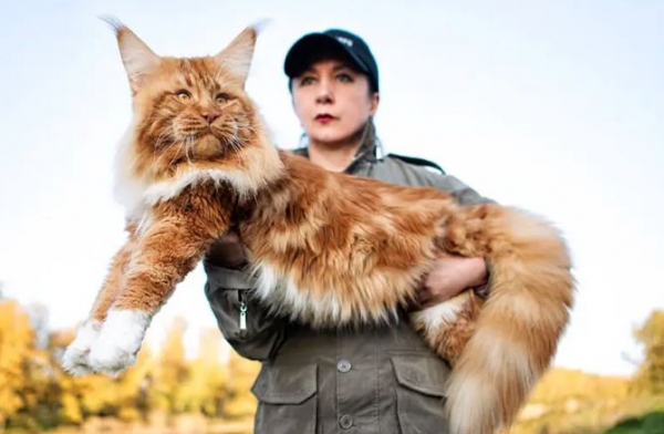Maine Coon: o maior gato do mundo