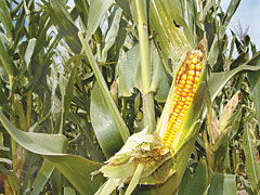 1ª colheita rendeu 130 sacos por hectare