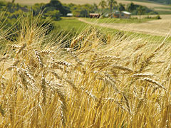 Brasil quer produzir metade do seu trigo