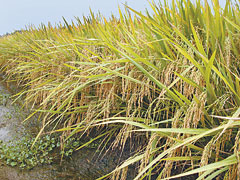 Irga 424, a semente que resiste ao frio