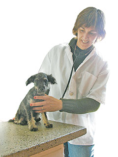 Três perguntas para Lísia Trommer, médica veterinária