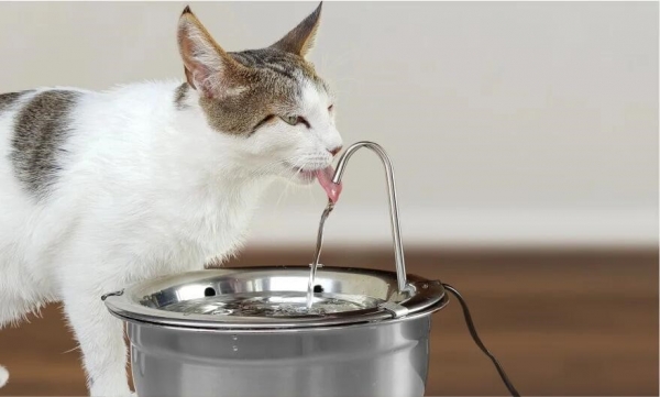 Como a fonte de água para gatos pode evitar problemas renais