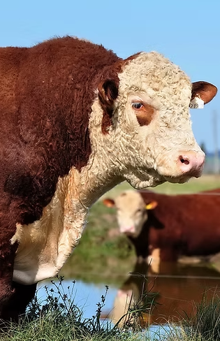 Hereford da Fazendas Irapuá é o grande campeão da Expointer