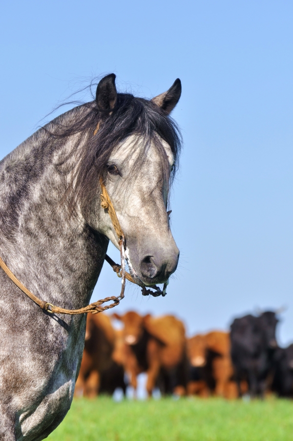 Cavalo crioulo terá exposição na Fenarroz