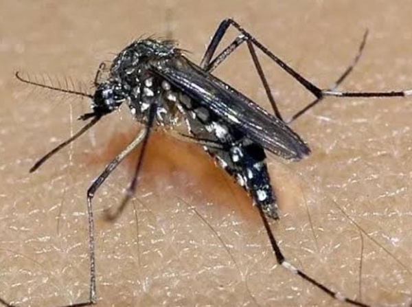 Secretaria da Saúde confirma terceira morte por dengue em Cachoeira do Sul 