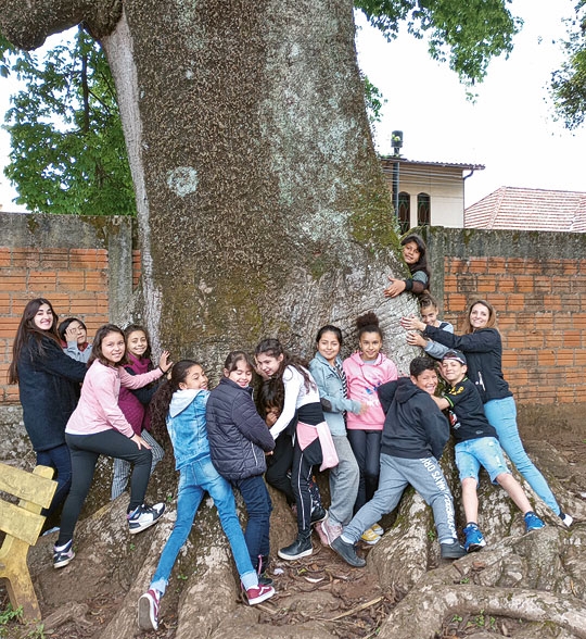 Uma árvore de 114 anos no pátio da Escola Jacuí