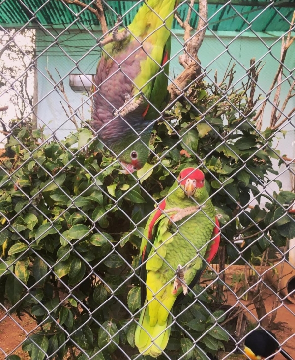 Zoo permanece fechado mas com expectativas de reabrir nesta quinta-feira