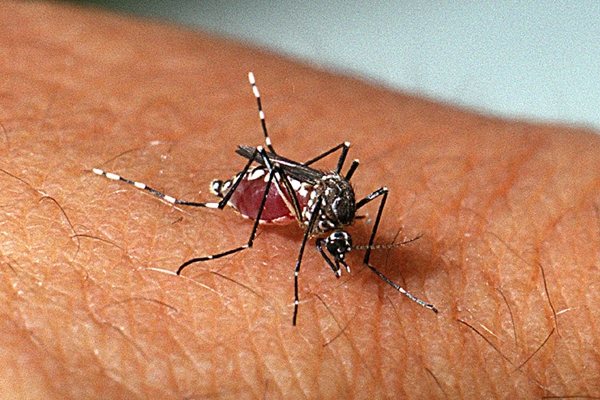 Mutirão da dengue percorreu 578 imóveis no Ponche Verde