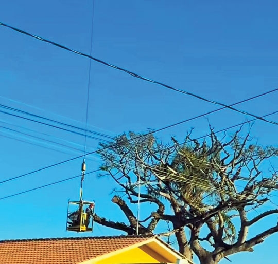 Corte de árvore pela Prefeitura gera ocorrência ambiental