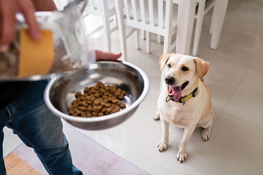 A VASILHA ERRADA PODE ADOECER SEU CÃO