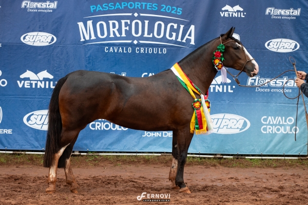 Recorde na seletiva da morfologia do cavalo crioulo em Cachoeira do Sul