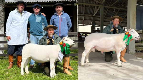 Texel de Cachoeira foi o melhor na Expofeira de Caçapava 