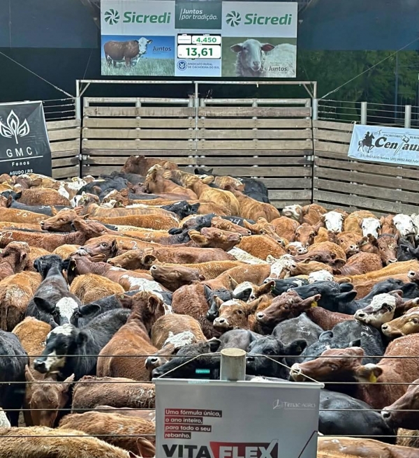Remate do Centauro vende tudo e fatura R$ 2,9 milhões 