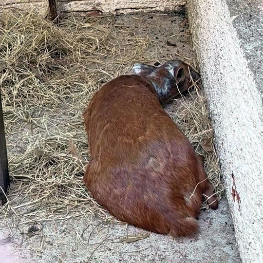 2º veado ferido no Zoo teve de ser sacrificado