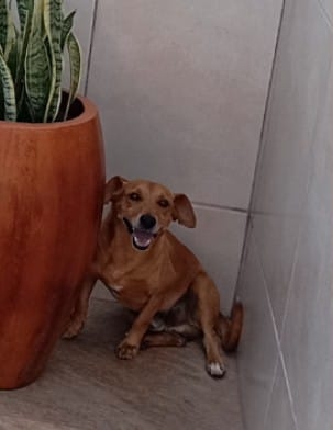 Família procura cachorro perdido