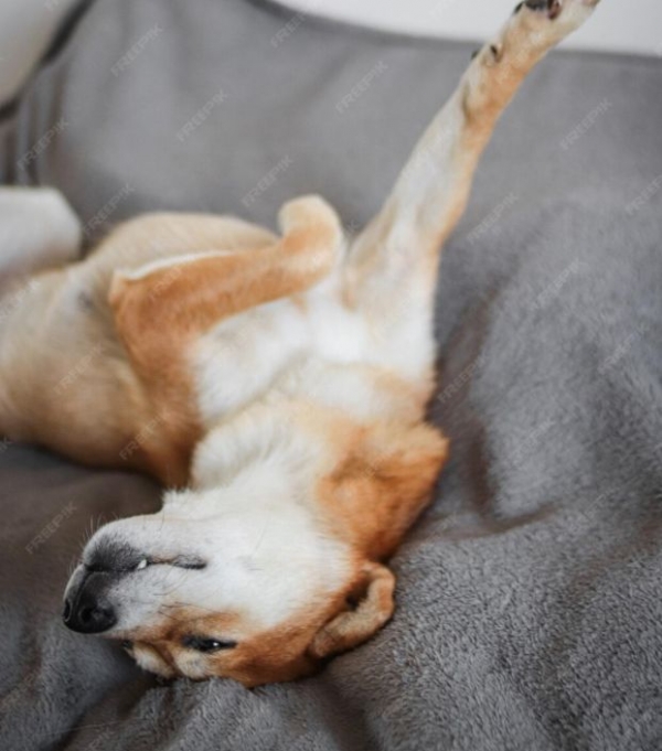 5 Coisas Estranhas Que Só Cachorro Faz 