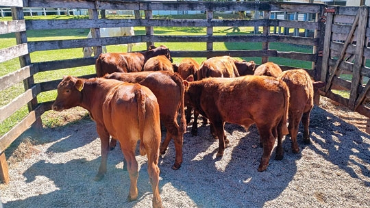 Mais de 500 reses na pista em Cachoeira