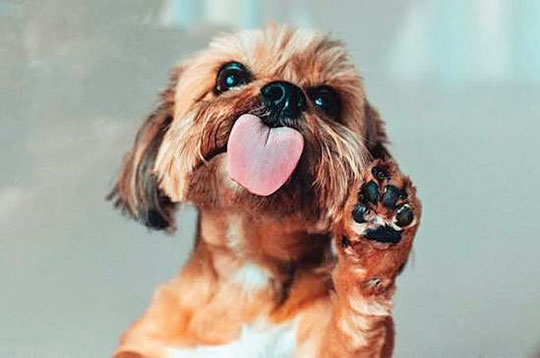 DERMATITE POR LAMBEDURA NOS PETS