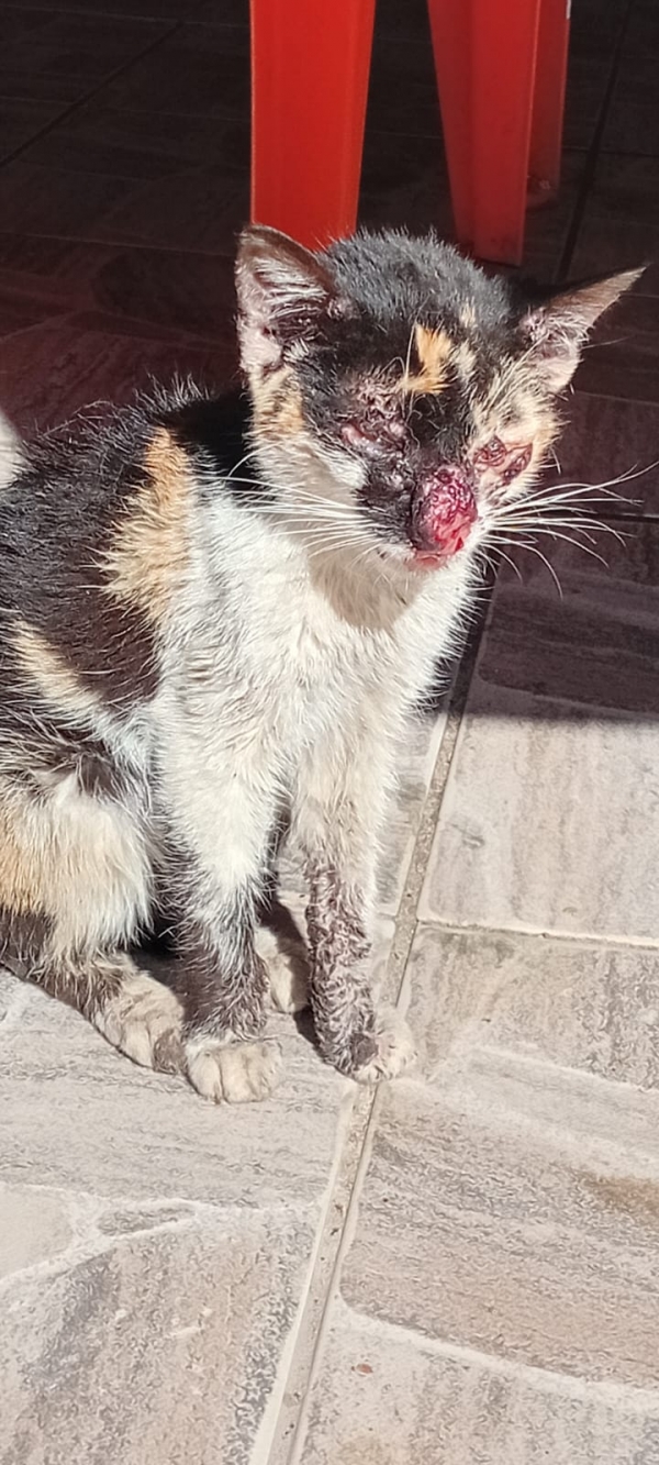 Gato vítima de maus tratos é resgatado pela Polícia Civil 