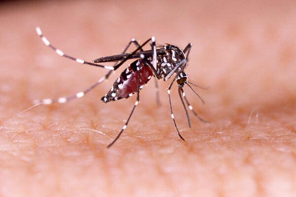 Saúde investiga morte suspeita de dengue em Cachoeira