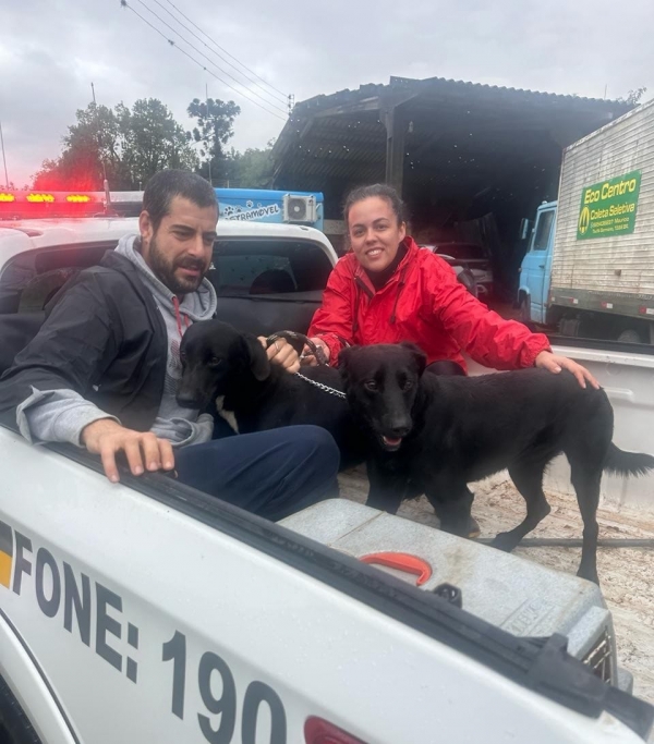 Cheia do Arroio Amorim obriga transferência de animais para o Sindicato Rural 