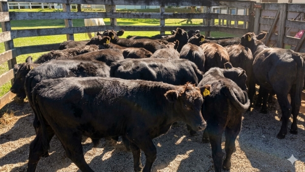 Mais de 500 reses na pista em Cachoeira