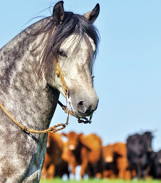 Vai ter cavalo crioulo na Fenarroz