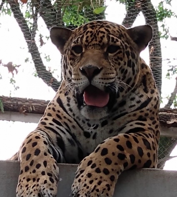 Feriado será de zoológico aberto em Cachoeira do Sul