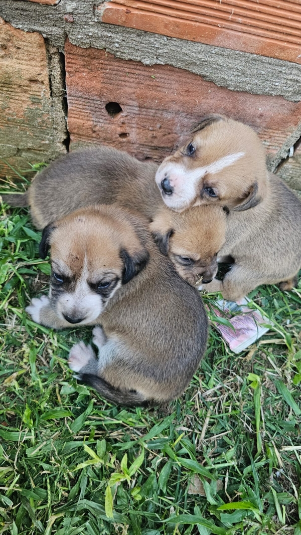 Suspeito de jogar cachorrinhos fora é preso pela Polícia Civil 