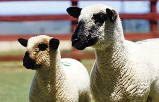 Remate de elite abre a 22ª Expovinos