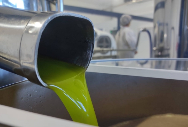 Abertura da colheita é nesta sexta-feira em Triunfo