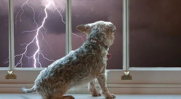 Por que alguns cães têm medo de trovoadas e como ajudá-los?