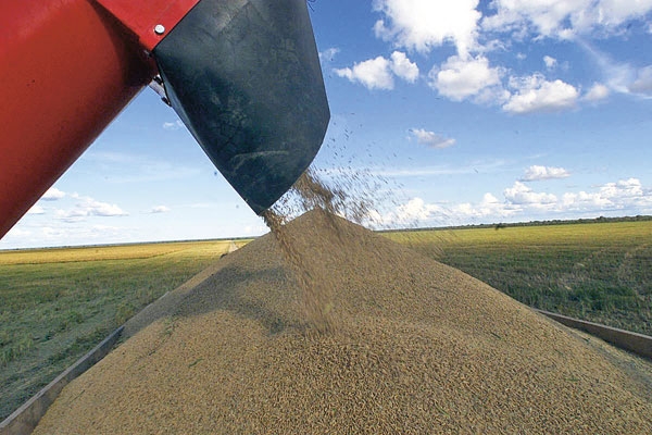 Arroz não paga a conta