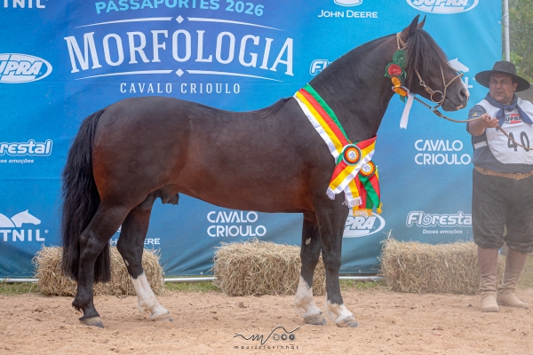 Cavalo da Cabanha 4C foi o destaque em Camaquã