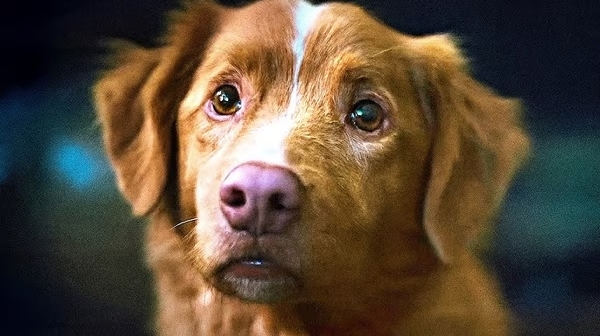 Bom Menino: pelos olhos do medo