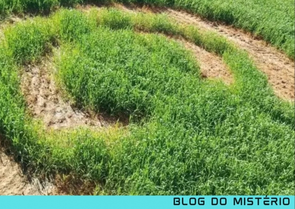 Mistério em plantação de trigo no Vale do Rio Pardo