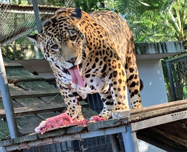 Onça Brisa é uma das mais velhas do Brasil