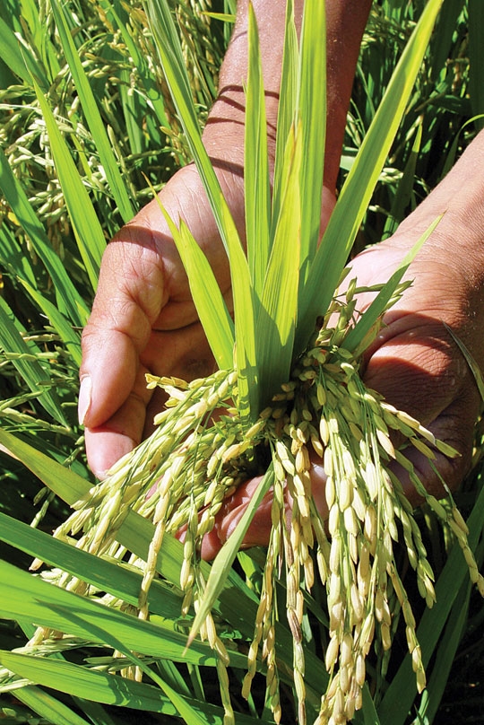 Safra de arroz deve encolher