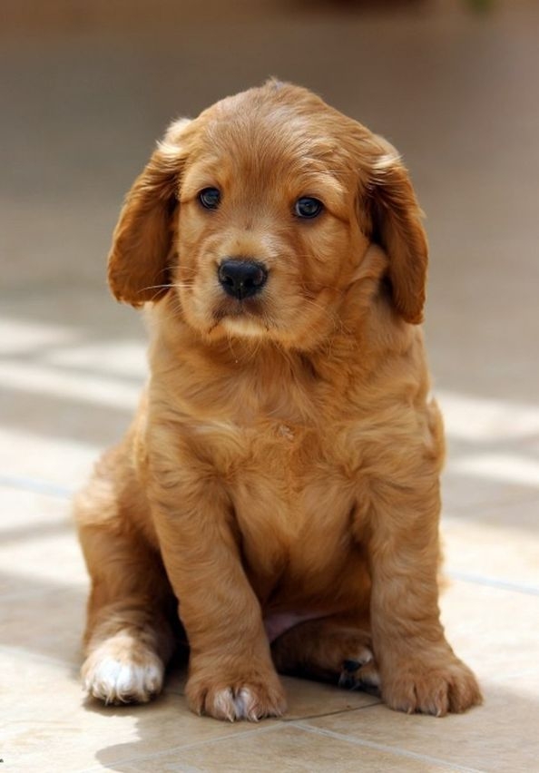 Afinal, é possível saber o tamanho do cachorro pela pata?