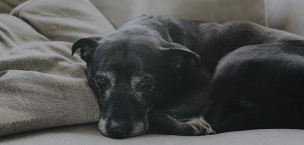 Adaptando a casa para um cachorro idoso ficar mais confortável e feliz