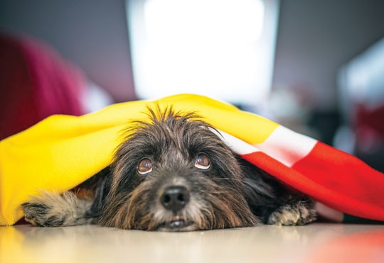 ANSIEDADE EM CÃES E GATOS