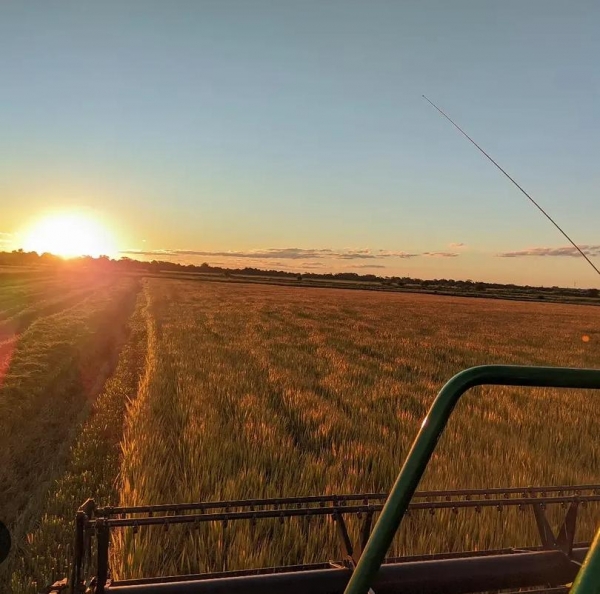 Colheita de arroz na reta final com 8,6 mil quilos por hectare em Cachoeira do Sul 