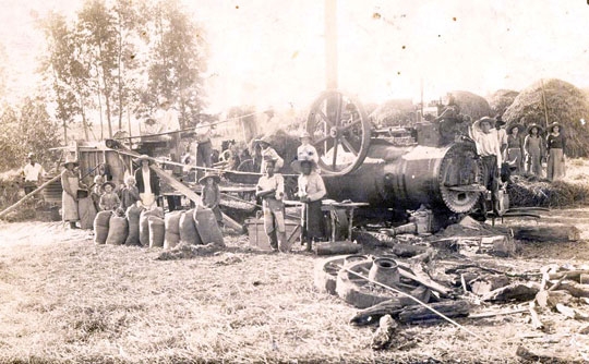 A história da pioneira do arroz