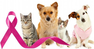 Cães e gatos têm câncer de mama?
