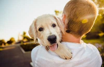 Cães choram de alegria quando se juntam com seus donos, revela estudo