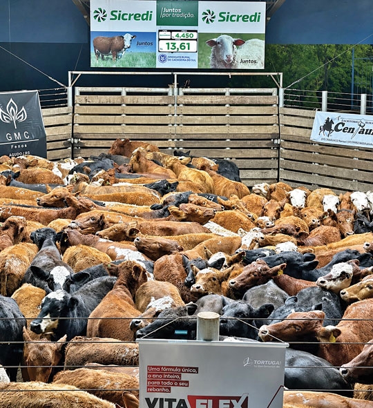 Remate Centauro gira R$ 2,9 milhões